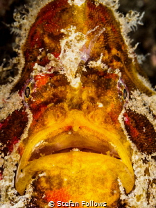 Old Man. Frogfish - Antennarius sp. Chaloklum, Thailand-E... by Stefan Follows 